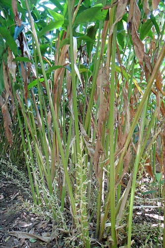 Cardamome (Kerala, Inde)