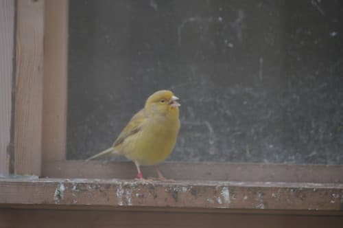 Canary