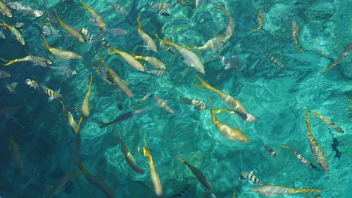 Varadero