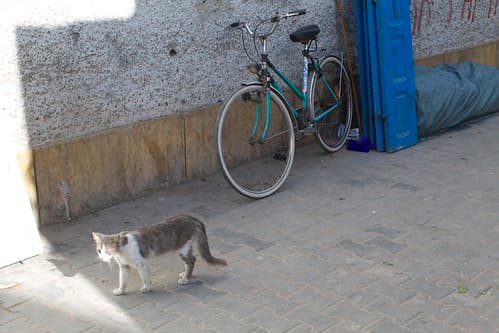 Cats, Essaouira, Maroc