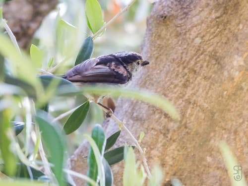 Long-tailed Tit (Aegithalos caudatus), most likely the europaeus subspecies-3168