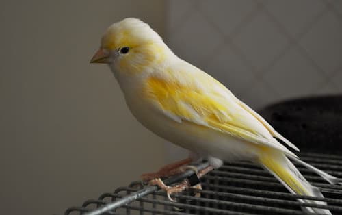 My Canary out of the cage