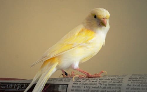 Canary Literacy