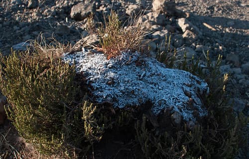 Kilimandjaro - Jour 4 - Shira 2 - 126