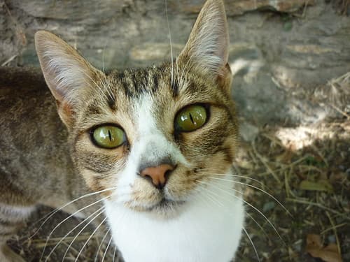 chat andalou, dans la Sierra Nevada