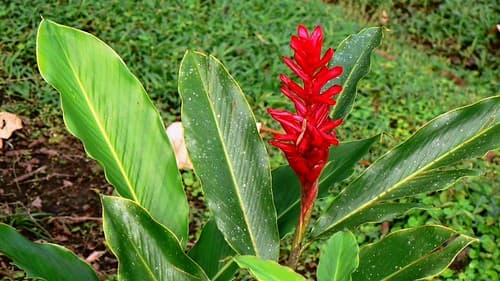 El Arenal - Jungle / Costa Rica