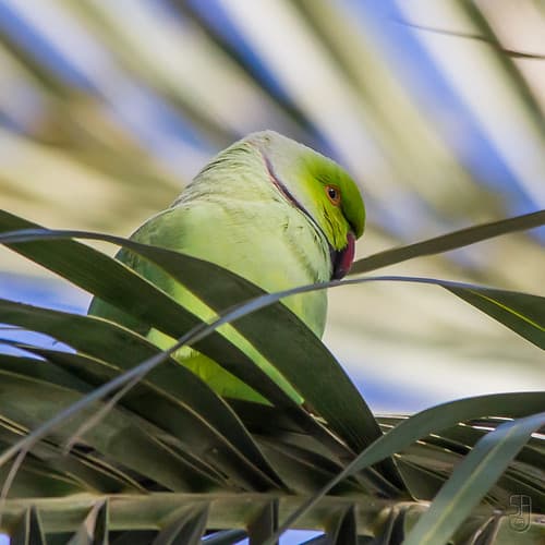 Rose-ringed Parakeet-1761