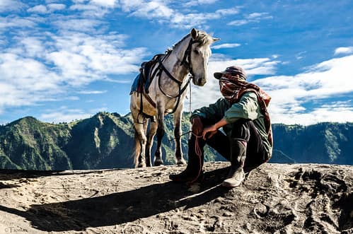 The horse who whispered to his master's ear.