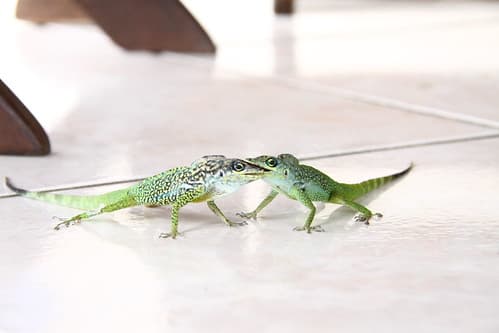 lézard en combat
