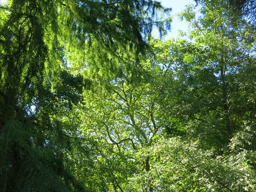 Azay - le - Rideau
