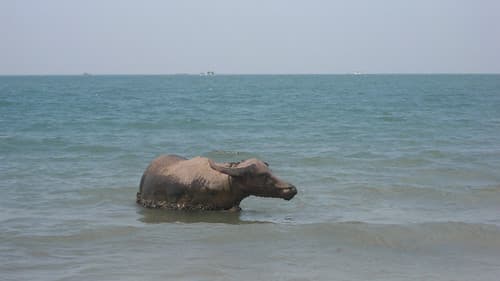 cambodge089