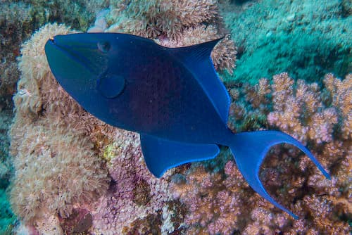 Redtooth Triggerfish - Odonus niger