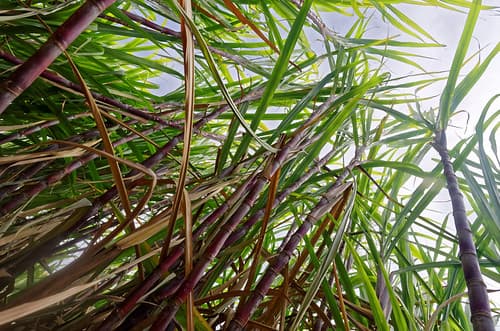 Canne à sucre, Ile de la Réunion (sugar Cane)