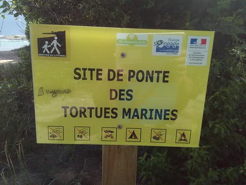 En 2004 à la Pointe des 3 châteaux j'ai vu des tortues naître sur la plage un soir de mois de juillet, là c'est toujours en Guadeloupe, en novembre 2015