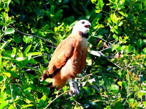 IMG_6368Brazil/Pantanal/ Busarellus Nigricollis/Buse à tete blanche/ Black Collared Hawk/