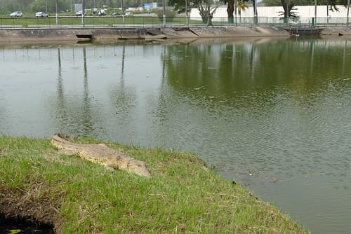 Crocodile de Yamoussoukro.