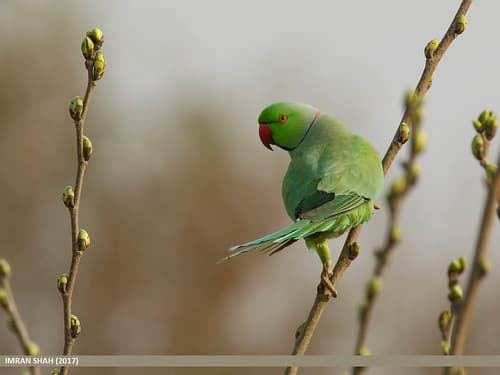 Rose-ringed Parakeet (Psittacula krameri)