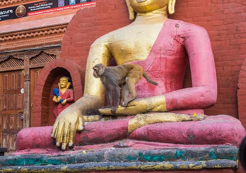 Monkeys everywhere in Kathmandou / Nepal