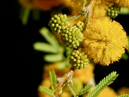 Closeup of Acacia farnesiana (or A. smallii ) Flower Balls <<>> Taken During My Morning Walk To The Acacia Tree in April 2010