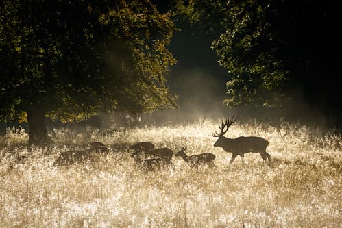 Golden morning