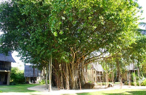 IMG_9322/Ile Maurice/Trou Aux Biches/Big Banyan Tree/