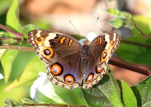 IMG_4211/Thailand/Koh Samui/Angthong Hills/Junonia Orythia Wallacéi/femelle
