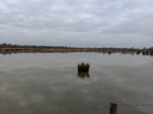 Marsh reflection, Arles, France