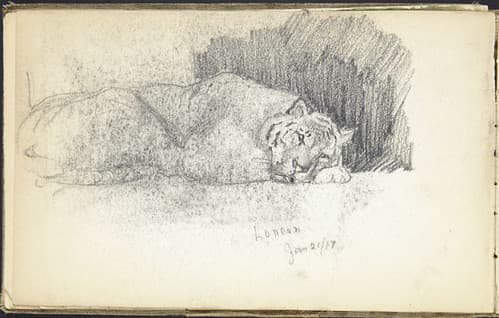 Tiger sleeping at London Zoo, England / Tigre endormi, zoo de Londres (Angleterre)