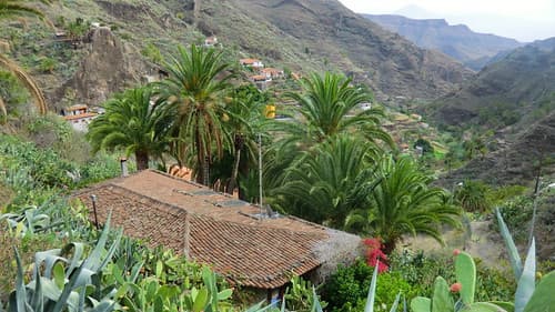 La Gomera (Spain's Canary Islands) - palm grove @ La Laja