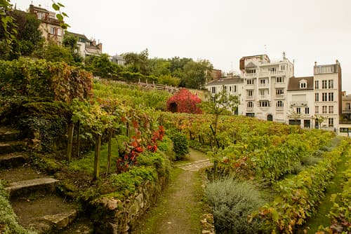 Clos Montmartre 1