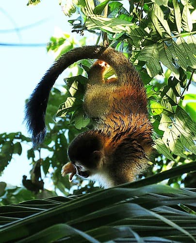 Costa Rica Big Cats, Primates & Turtle Conservation
