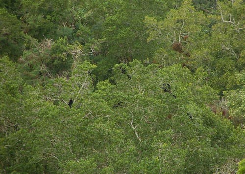 Singes dans un arbre