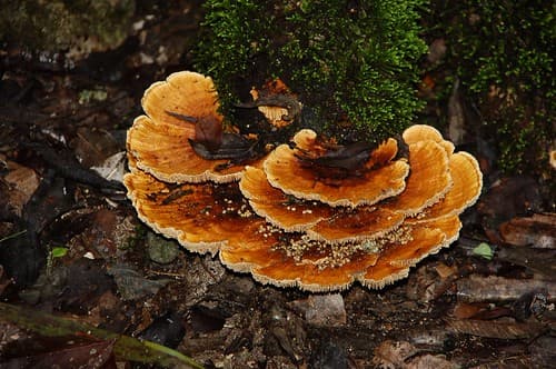 Champignons