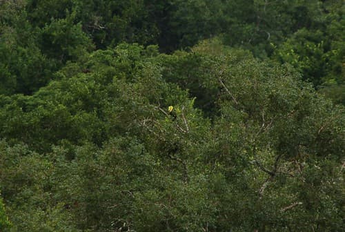 Toucan