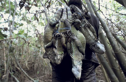 Chasse aux iguanes Marajo-Brésil