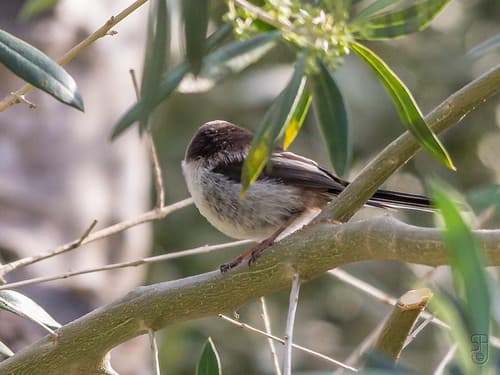 Long-tailed Tit (Aegithalos caudatus), most likely the europaeus subspecies-3185
