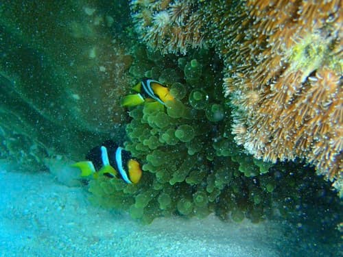 Maldives, Veligandu , North Ari Atoll