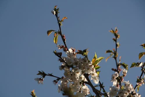 Cherry tree