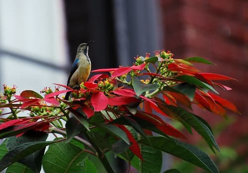 White-bellied sunbird on Poinsettia