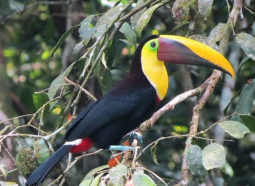 Costa Rica Big Cats, Primates & Turtle Conservation