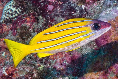 Bluestripe Snapper - Lutjanus kasmira