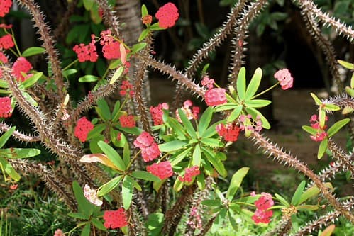 IMG_9117/Mauritius Island/Epines du Christ/Couronne du Christ/ Crown of Thorns/ Euphorbia Milii Madagascar