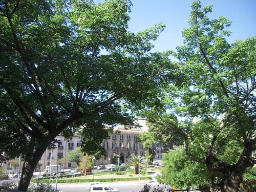 CHORISIA SPECIOSA