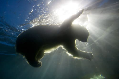 Polar bear