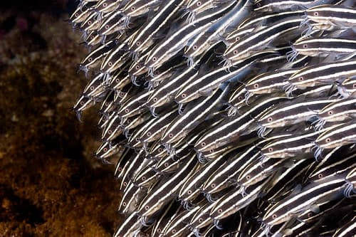 Striped Catfish, subadults - Plotosus lineatus