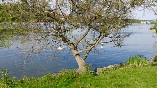 Suède, Stockholm, oiseaux sur le Djurgårdsbrunnsviken