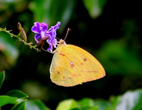 IMG_9344/Mauritius Island/Trou Aux Biches/Catopsilia Florella/femelle/African Migrant/Posing on Vanillier Marron/
