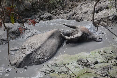 Buffalo awaiting death by varans in Rinca (Flores, Indonesia 2016)