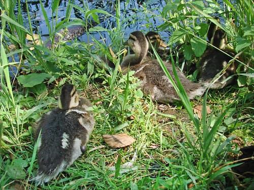 Canards sur le lac Galvé