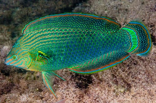 Dusky wrasse, terminal phase nuptial display - Halichoeres lamarii